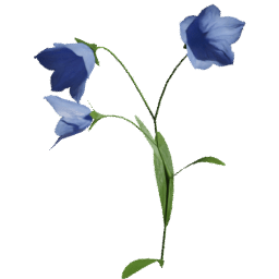 Campanula scheuchzeri C spring summer