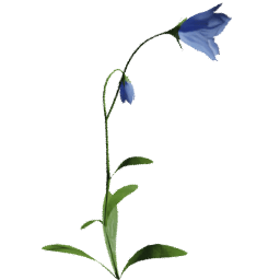 Campanula scheuchzeri E spring summer