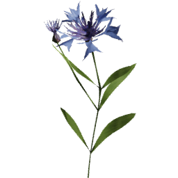 Centaurea cyanus C spring summer