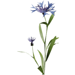 Centaurea cyanus E spring summer