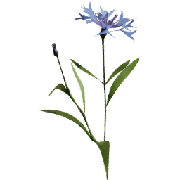 Centaurea cyanus F spring summer