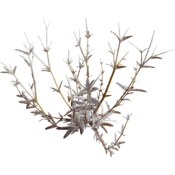 Cerastium arvense A autumn winter