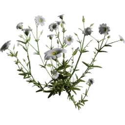 Cerastium arvense A spring summer