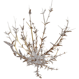 Cerastium arvense B autumn winter