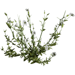 Cerastium arvense B spring summer
