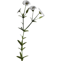 Cerastium arvense C spring summer