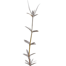 Cerastium arvense D autumn winter