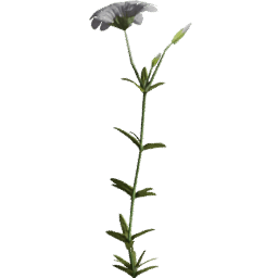 Cerastium arvense D spring summer