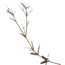 Cerastium arvense E autumn winter