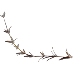Cerastium arvense F autumn winter
