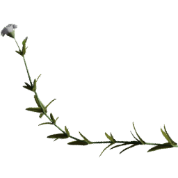 Cerastium arvense F spring summer