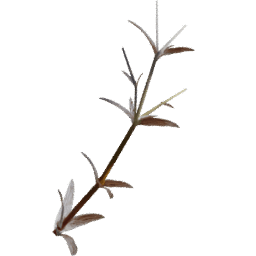 Cerastium arvense G autumn winter