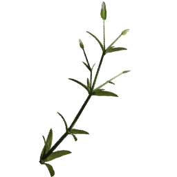 Cerastium arvense G spring summer