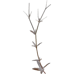 Cerastium arvense I autumn winter