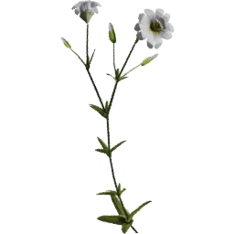 Cerastium arvense I spring summer