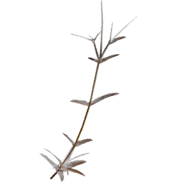Cerastium arvense J autumn winter