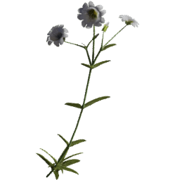 Cerastium arvense J spring summer