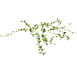 Convolvulus arvensis C spring