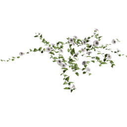 Convolvulus arvensis C summer