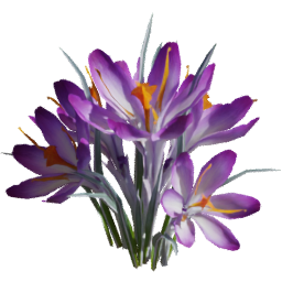 Crocus vernus A spring summer