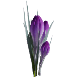 Crocus vernus B spring summer