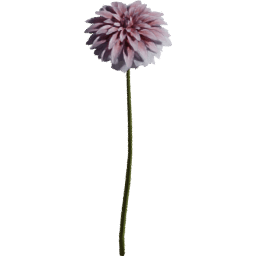 Dahlia pinnata J summer autumn