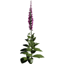 Digitalis purpurea A spring summer autumn