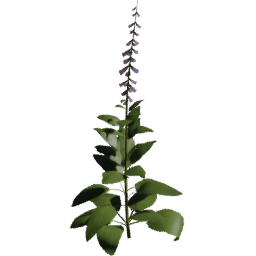 Digitalis purpurea D spring summer autumn
