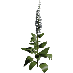 Digitalis purpurea F spring summer autumn