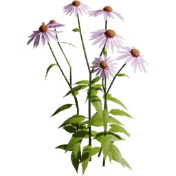 Echinacea purpurea B spring summer autumn