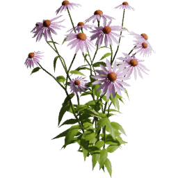 Echinacea purpurea C spring summer autumn
