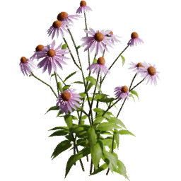 Echinacea purpurea D spring summer autumn