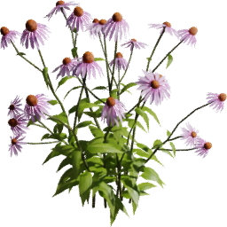 Echinacea purpurea E spring summer autumn