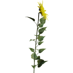 Helianthus annuus D spring summer