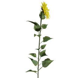 Helianthus annuus E spring summer