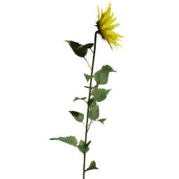 Helianthus annuus F spring summer