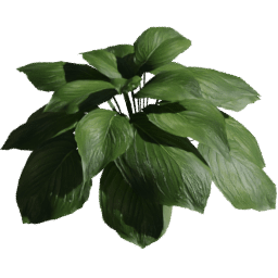 Hosta sieboldiana E spring summer autumn