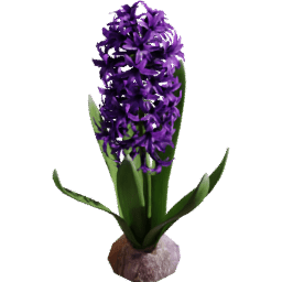 Hyacinthus orientalis A spring summer
