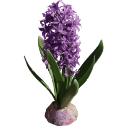 Hyacinthus orientalis D spring summer