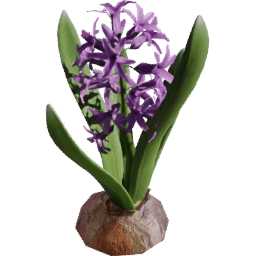Hyacinthus orientalis F spring summer