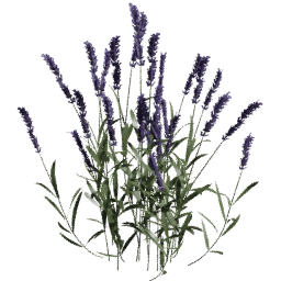 Lavandula angustifolia B spring summer