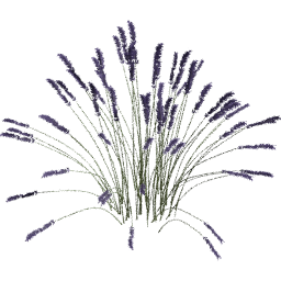 Lavandula angustifolia C spring summer
