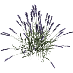 Lavandula angustifolia E spring summer