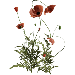 Papaver rhoeas A spring summer autumn