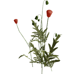 Papaver rhoeas B spring summer autumn