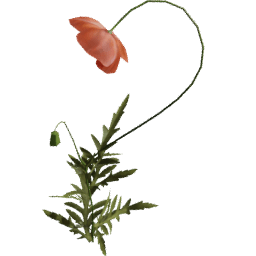 Papaver rhoeas F spring summer autumn
