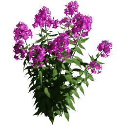 Phlox paniculata A spring summer autumn