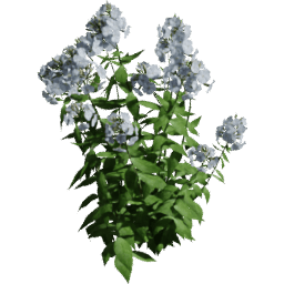 Phlox paniculata C spring summer autumn
