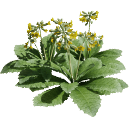 Primula veris A spring summer autumn