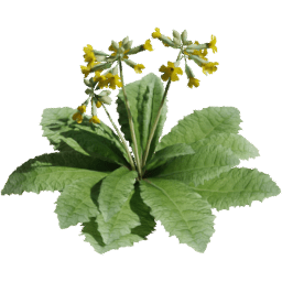 Primula veris B spring summer autumn